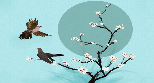 梦见杜鹃是什么意思 梦见杜鹃有什么预兆